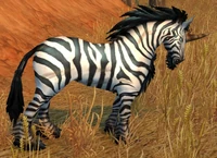 Image of Elder Zhevra