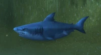 Image of Hungry Shark