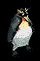 Penguin.gif