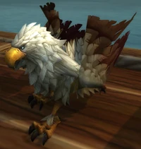 Image of Wildfeather