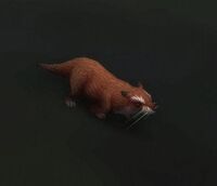 Image of Sifang Otter Pup