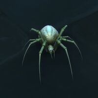 Image of Silverweb Spider