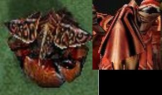 Makrura1.jpg