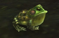 Image of Swamp Croaker