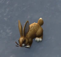 Image of Protected Rabbit