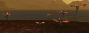 Hovering Bloodflies