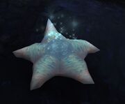 Angel Scale Starfish