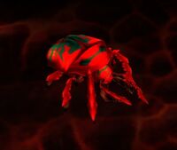 Image of Lava Beetle