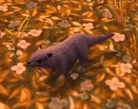 Image of Golden Civet