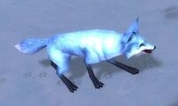 Image of Arctic Fox Kit