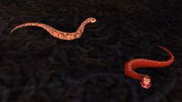 Image of Snake (critter)