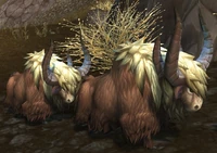 Image of Young Mountain Yak