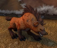 Image of Kolkar Packhound