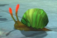 Image of Rockchewer Whelk