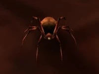 Image of Plagued Insect