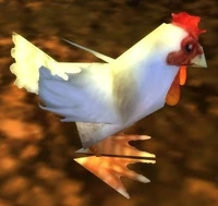 Image of Chicken