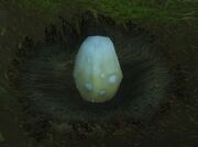 Hippogryph Egg