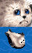 SealCritterW2.jpg