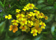 Flower of Peace