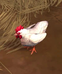 Image of Foraging Chicken