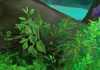 Image of Encroaching Growth