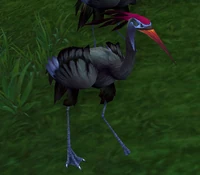 Image of Windfeather Chick