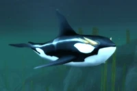 Image of Shadowprey Orca