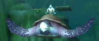 Image of Glasseye Turtle