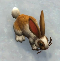 Image of Alpine Cottontail