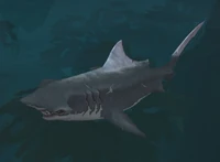 Image of Isle Hammerhead