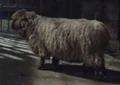 Polymorphed into a sheep in the Warcraft film.
