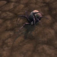 Image of Ash Spiderling