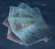 Giant Clam