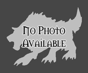 Riding Wolf (DarkBrown)