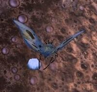 Image of Fungal Moth