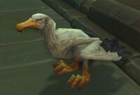 Image of Coastal Scavenger