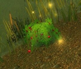 Fenberry Bush.jpg