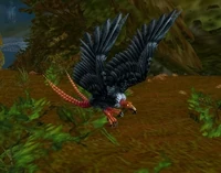 Image of Fledgling Buzzard