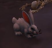 Darkmoon Rabbit