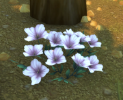 Flower of Sincerity