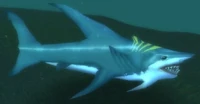 Image of Great Shark