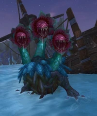 Image of Mandragoraster