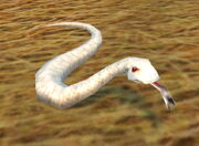 Albino Snake