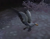 Image of Great Sea Albatross