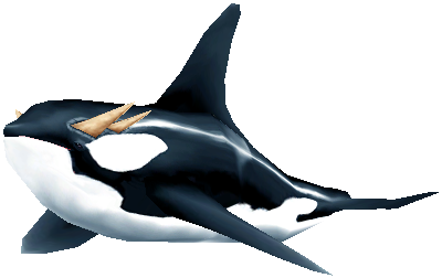 orca wowpedia your wiki guide to the world of warcraft orca wowpedia your wiki guide to