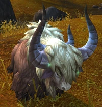 Image of Wild Plains Yak