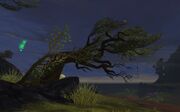 Crooked Tree