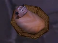Tauren baby.