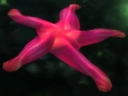 Spiny Starfish