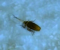 Image of Deepholm Cockroach